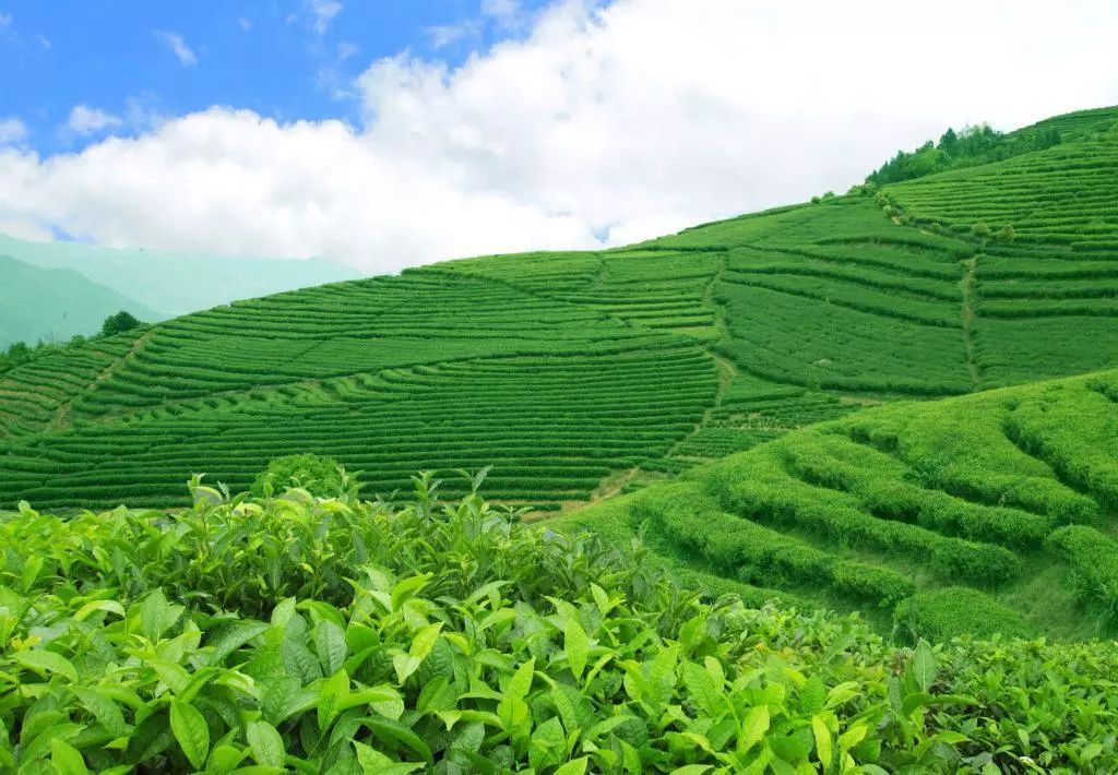 中國茶葉百強榜單揭曉，誰摘得桂冠？