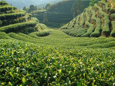 信陽白露茶 秋日的茶香饋贈